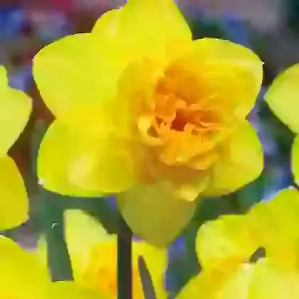 Double Daffodils